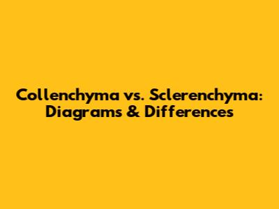 Collenchyma vs. Sclerenchyma: Diagrams & Differences