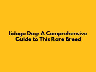 Iidogo Dog: A Comprehensive Guide to This Rare Breed