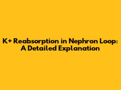 K+ Reabsorption in Nephron Loop: A Detailed Explanation