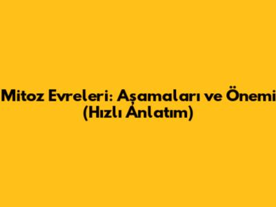 Mitoz Evreleri: Aşamaları ve Önemi (Hızlı Anlatım)