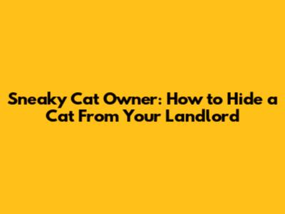 Sneaky Cat Owner: How to Hide a Cat From Your Landlord