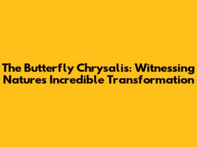 The Butterfly Chrysalis: Witnessing Nature's Incredible Transformation